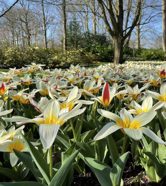 Tulip The First | John Scheepers Beauty from Bulbs