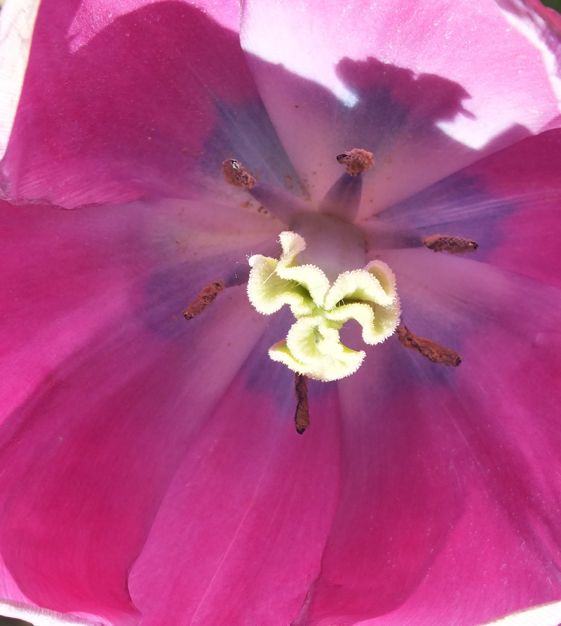 Tulip Topkapi | John Scheepers Beauty from Bulbs