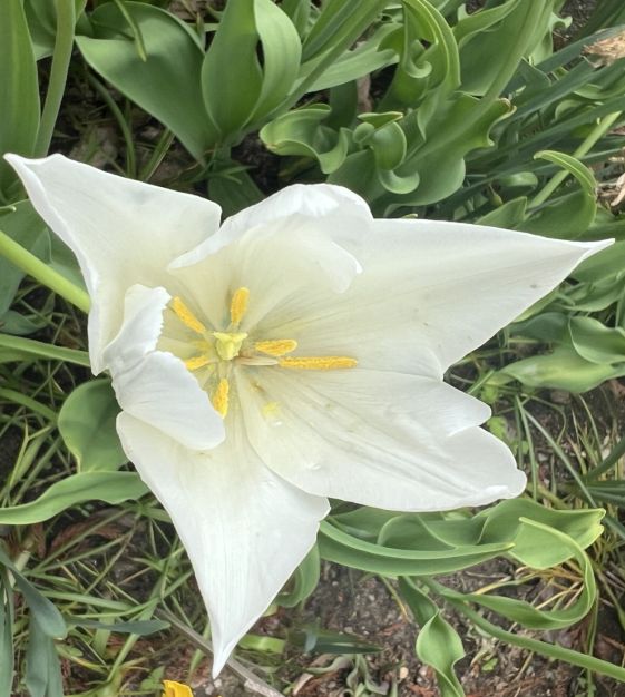 Tulip White Triumphator