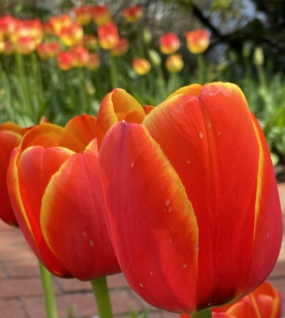 Tulip World's Favorite