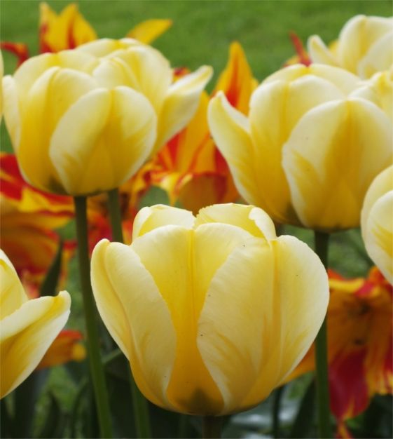 John Scheepers Tulip Jaap Groot - Thumbnail 2