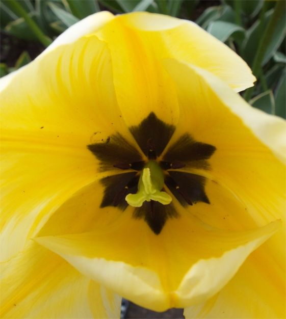 John Scheepers Tulip Jaap Groot - Thumbnail 3