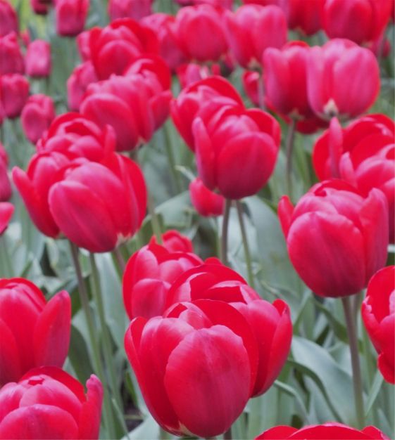 Tulip Bastogne | John Scheepers Beauty from Bulbs