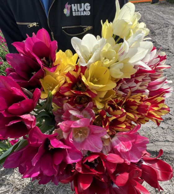 The Tulip Club Mixture | John Scheepers Beauty From Bulbs