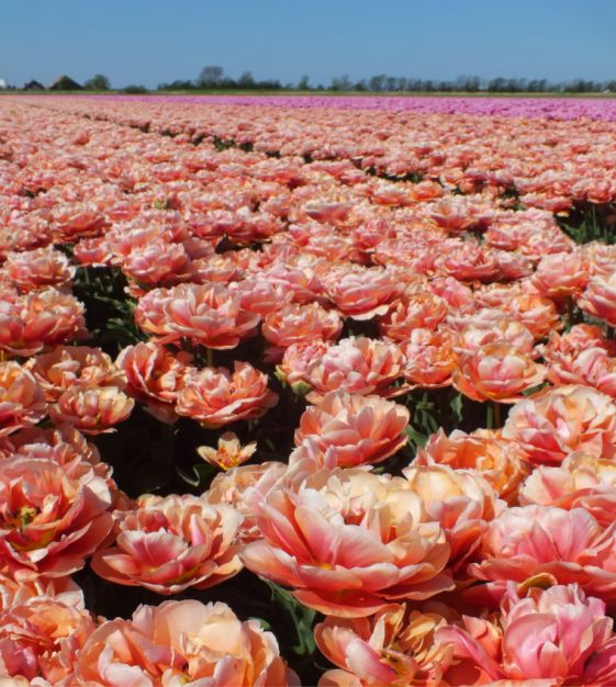 Peony Flowering Tulip Copper Image | John Scheepers Beauty from Bulbs