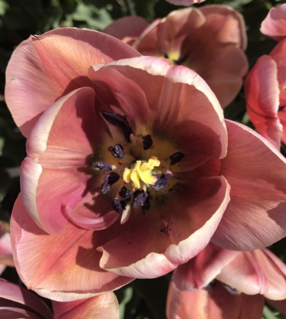 Peony Flowering Tulip Copper Image | John Scheepers Beauty from Bulbs