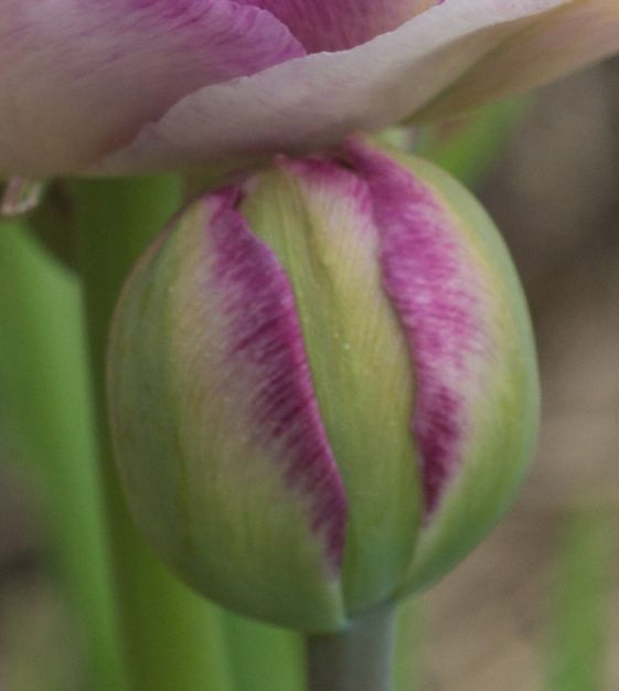 Tulip Double Surprise | John Scheepers Beauty From Bulbs