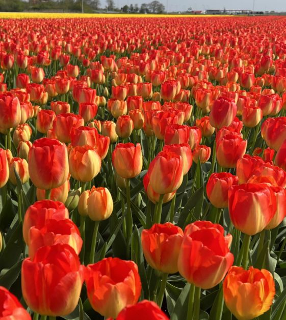 The Dutch Golden Age Tulip Mixture | John Scheepers Beauty From Bulbs