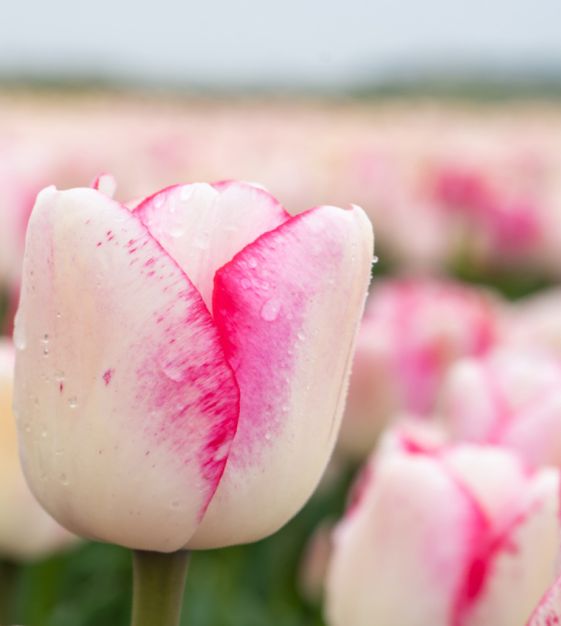 Triumph Tulip Hugs & Kisses | John Scheepers Beauty from Bulbs