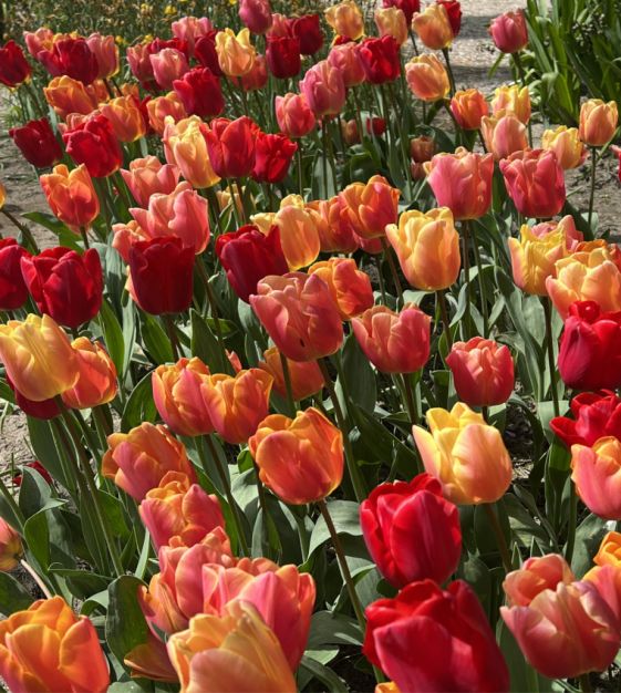 The Triumph Tulip Jimmy Mixture | John Scheepers Beauty From Bulbs