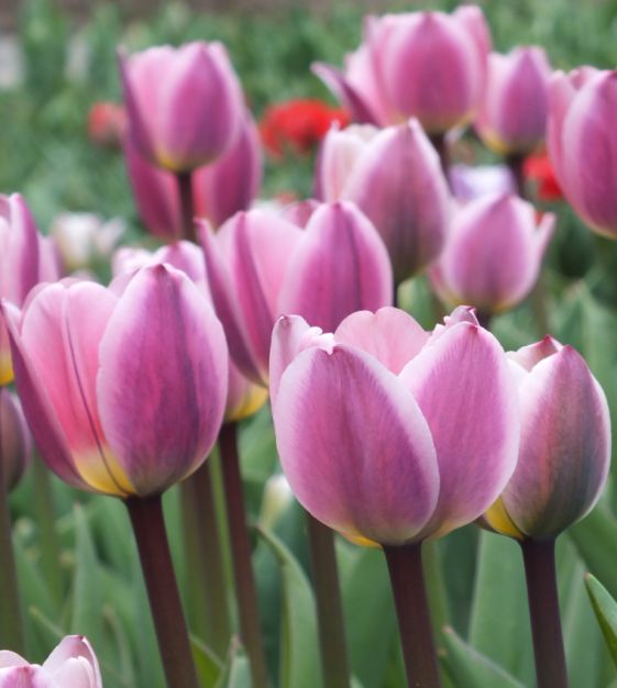 Tulip Light & Dreamy | John Scheepers Beauty From Bulbs