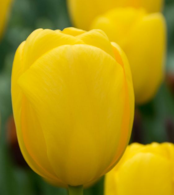 John Scheepers Tulip Novi Sun - Thumbnail 3