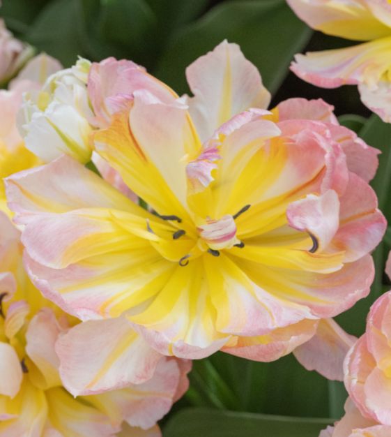 tulip様♡専用ページ Tulip Password | John Scheepers Beauty From Bulbs