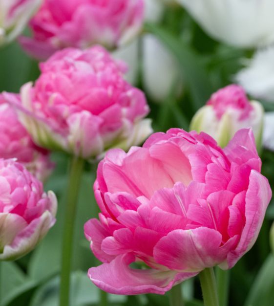 Tulip Pink Size | John Scheepers Beauty From Bulbs
