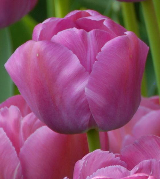 Giant Darwin Hybrid Tulip Purple Pride | John Scheepers Beauty