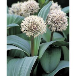 Allium karataviense