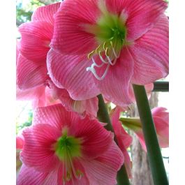 Amaryllis Amalfi