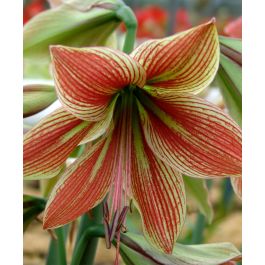 Amaryllis Exotic Star