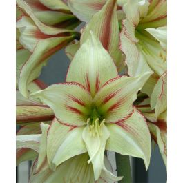 Dutch Single Amaryllis Magic Green | John Scheepers Beauty from Bulbs