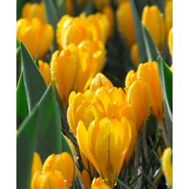 cr_fl_golden_yellow_a-w.jpg