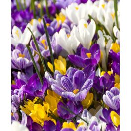 crocus07 The Large Flowering Dutch Crocus Mixture