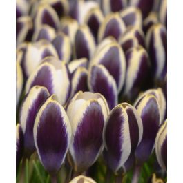 Crocus chrysanthus Panda | John Scheepers Beauty From Bulbs