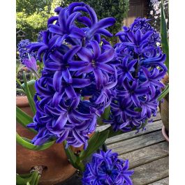 isadone サイクルジレブルーパープル/バーガンディS Hyacinthus orientalis Blue Jacket | John Scheepers Beauty from Bulbs