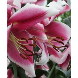 Lily Friso | John Scheepers Beauty from Bulbs