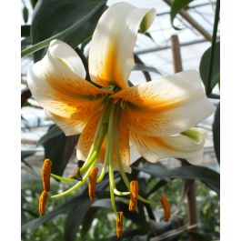 lily様　ミラノ　1本 Lily henryi Lady Alice | John Scheepers Beauty from Bulbs