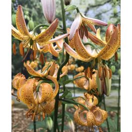 wild flower seeds mix Bird Lovers Mix Bulk Wildflower Seeds, 1lb
