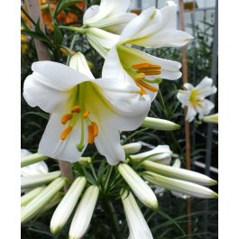 Lily regale album | John Scheepers Beauty from Bulbs