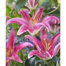 Oriental Lily Mount Cook | John Scheepers Beauty From Bulbs