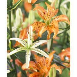 Asiatic Lily Must See | John Scheepers Beauty From Bulbs