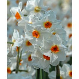 Narcissus Cragford | John Scheepers Beauty from Bulbs