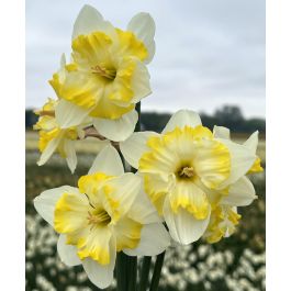 Split-Cup Narcissus Lemon Taffeta | John Scheepers Beauty From Bulbs