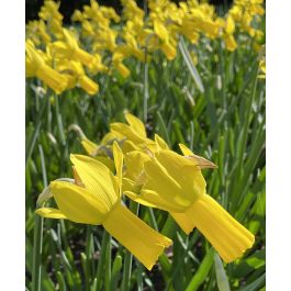 Johns Rapture Narcissus Rapture | John Scheepers Beauty from Bulbs
