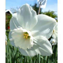 Narcissus Stainless