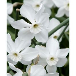 Narcissus Xit