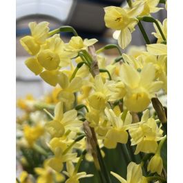 Triandrus Narcissus Angel's Whisper | John Scheepers Beauty from Bulbs