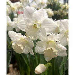 Large Cupped Narcissus Arctic Power | John Scheepers Beauty From Bulbs