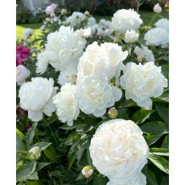 Peony Festiva maxima | John Scheepers Beauty from Bulbs