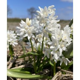 Puschkinia scilloides var libanotica alba