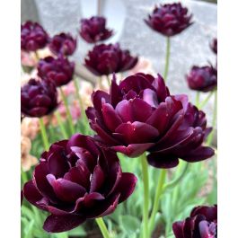 Tulip Black Hero