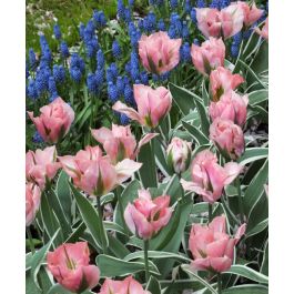 Tulip China Town | John Scheepers Beauty from Bulbs