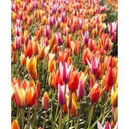 The Tulipa clusiana Mixture | John Scheepers Beauty from Bulbs