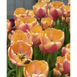 Giant Darwin Hybrid Tulip Coral Pride | John Scheepers Beauty from