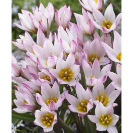Tulipa cretica Hilde | John Scheepers Beauty from Bulbs