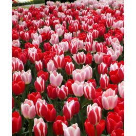 The Delightful Tulip Mixture | John Scheepers Beauty from Bulbs