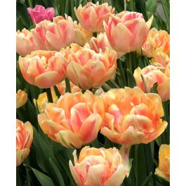 Tulip Foxy Foxtrot | John Scheepers Beauty from Bulbs