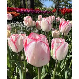 Triumph Tulip Hugs & Kisses | John Scheepers Beauty from Bulbs